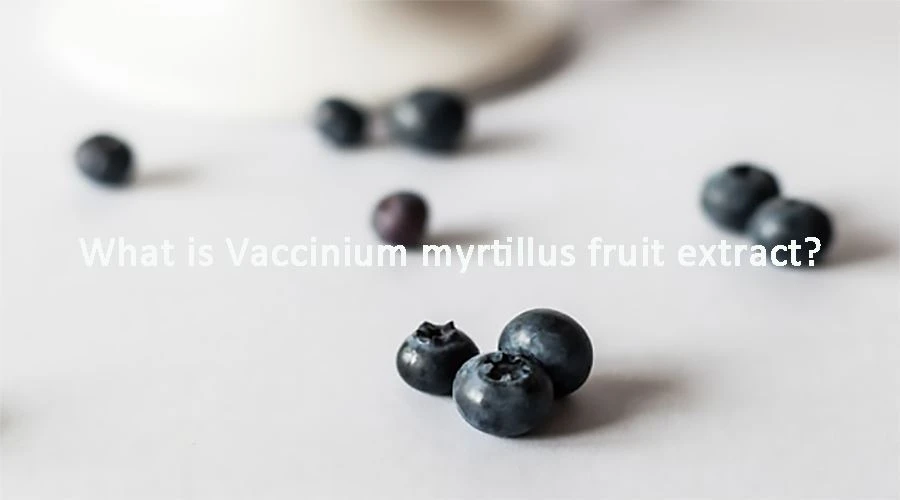 Chiết xuất trái cây Vaccinium Myrtillus là gì?