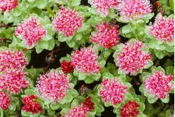 product-248-166